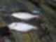 15815603310689.jpg